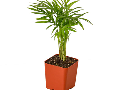 Parlor Palm