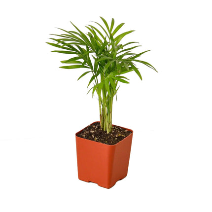 Parlor Palm | Live Plant for Indoor & Outdoor | House Plant Decor