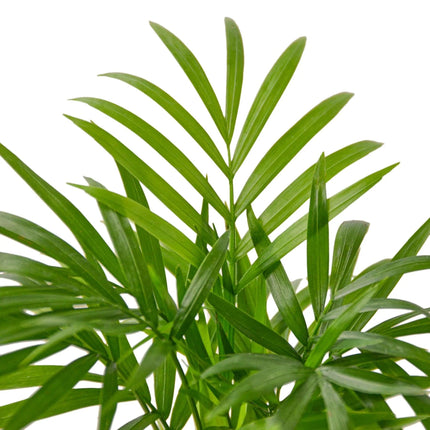 Parlor Palm | Live Plant for Indoor & Outdoor | House Plant Decor
