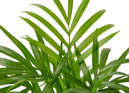 Parlor Palm