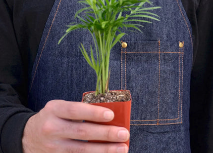 Parlor Palm
