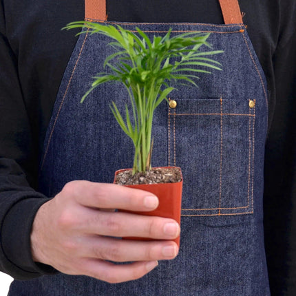 Parlor Palm | Live Plant for Indoor & Outdoor | House Plant Decor