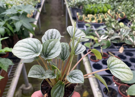 Peperomia 'Frost'