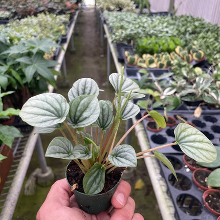 Peperomia 'Frost'