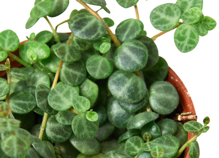 Peperomia Prostrata 'String of Turtles'