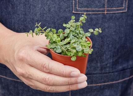 Peperomia Prostrata 'String of Turtles'