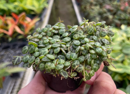 Peperomia Prostrata 'String of Turtles'