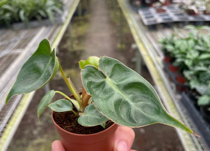 Philodendron 'Billietiae'