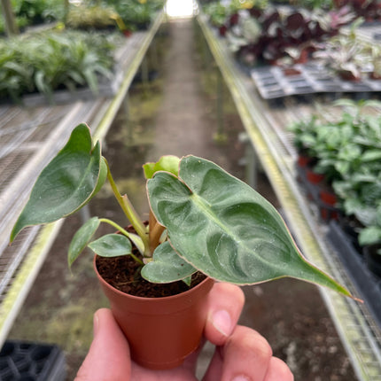 Philodendron 'Billietiae'