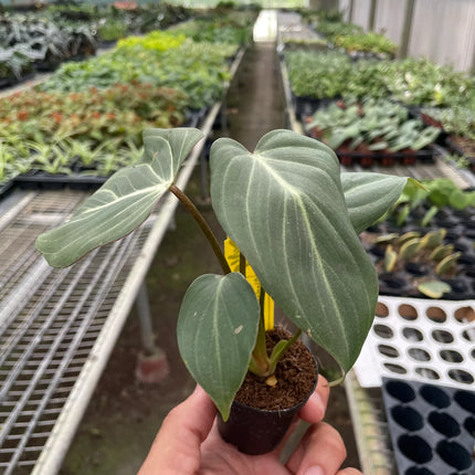 Philodendron Gloriosum 'Zebra'