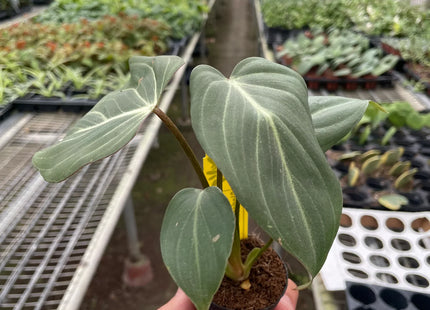 Philodendron Gloriosum