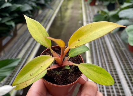 Philodendron 'Orange Marmalade'