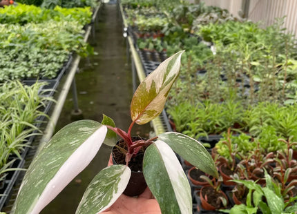 Philodendron 'Pink Princess'