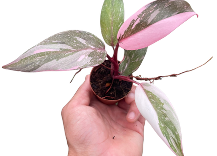 Philodendron 'Marble Pink Princess'
