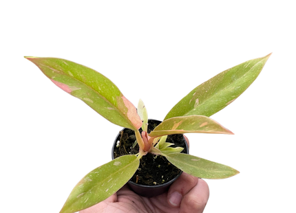 Philodendron Ring of Fire Variegated