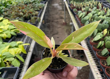 Philodendron Ring of Fire Variegated