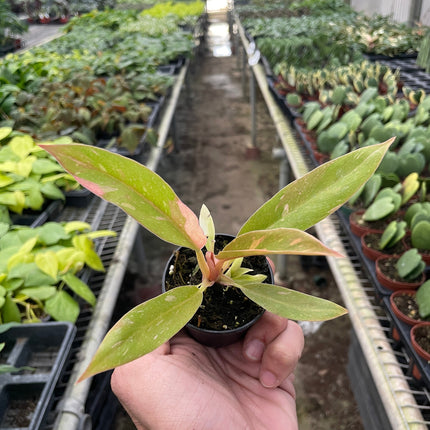 Philodendron Ring of Fire Variegated