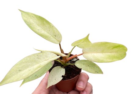 Philodendron 'Snowdrift'