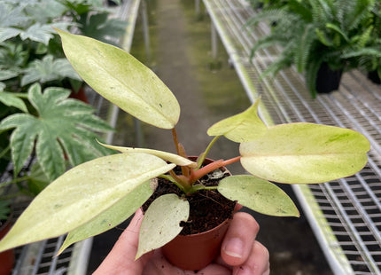 Philodendron 'Snowdrift'