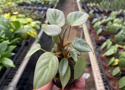 Philodendron 'Sodiroi'