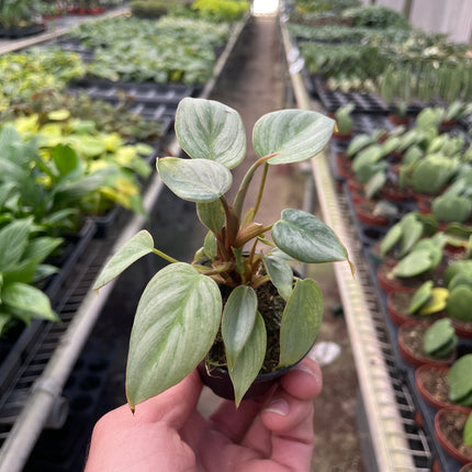 Philodendron 'Sodiroi'