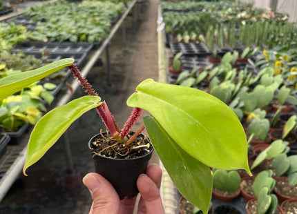 Philodendron 'Squamiferum'