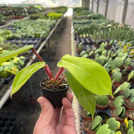 Philodendron 'Squamiferum'