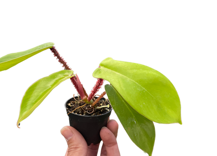 Philodendron 'Squamiferum'