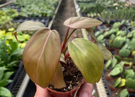 Philodendron 'Summer Glory'