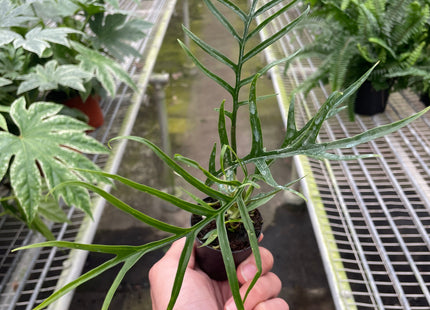Philodendron 'Tortum'