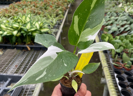 Philodendron 'White Princess'