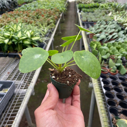 Pilea Peperomioides 'Chinese Money' | Live Plant for Indoor & Outdoor | House Plant Decor