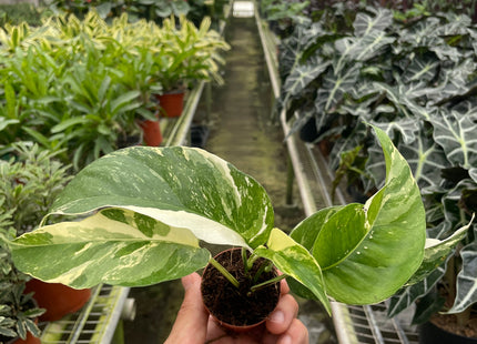 Pothos 'Albo Variegata'