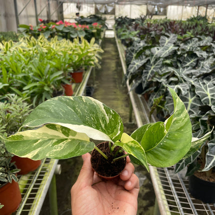 Pothos 'Albo Variegata'