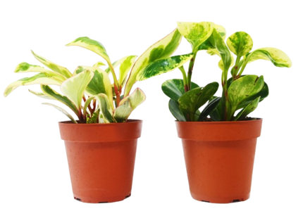 2 Peperomia Plants Variety Pack in 4" Pots - Baby Rubber Plants