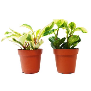 2 Peperomia Plants Variety Pack in 4" Pots - Baby Rubber Plants