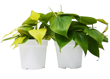 2 Philodendron Variety Pack - 4" Pots
