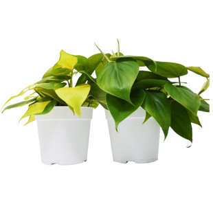 2 Philodendron Variety Pack - 4" Pots