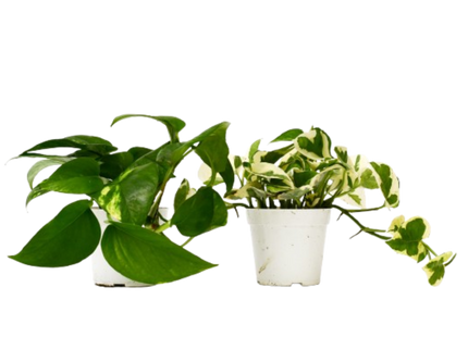 2 Pothos Variety Pack - 4" Pot