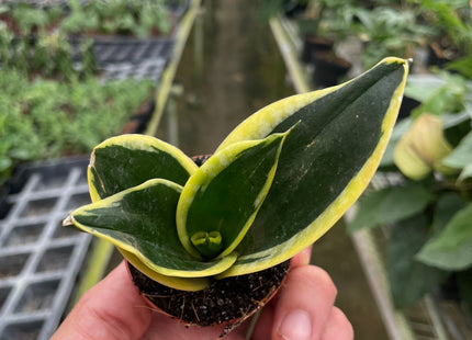 Snake Plant Black Gold