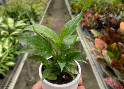 Variegated Spathiphyllum 'Domino'