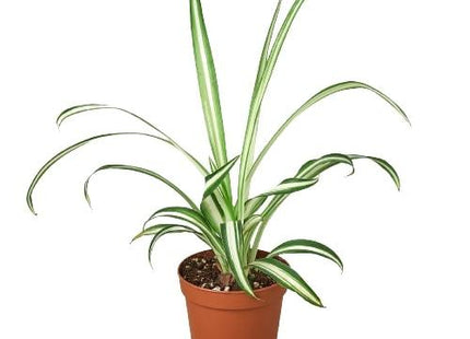 Spider Plant Reverse