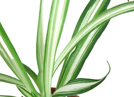 Spider Plant Reverse