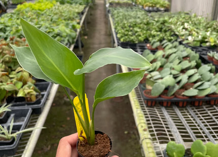 White Bird of Paradise 'Strelitzia Nicolai'