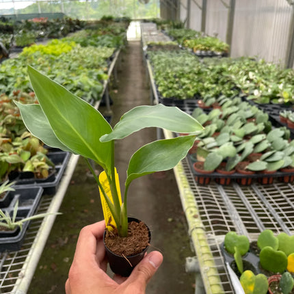 White Bird of Paradise 'Strelitzia Nicolai' | Live Plant for Indoor & Outdoor | House Plant Decor