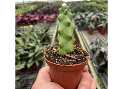 Boobie Cactus