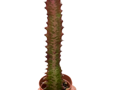 Succulent Euphorbia 'Trigona Rubra'