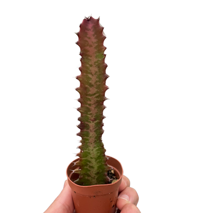 Succulent Euphorbia 'Trigona Rubra'