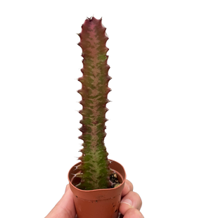 Succulent Euphorbia 'Trigona Rubra'