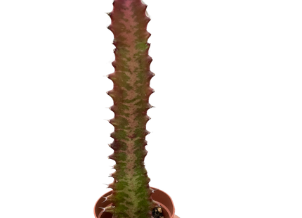 Succulent Euphorbia 'Trigona Rubra'